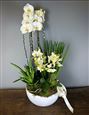 XL 'Purity'- All white orchid planter