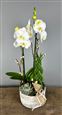 'Classic' Orchid planter