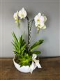 'Purity' orchid planter