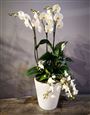 Orchid Planter - White